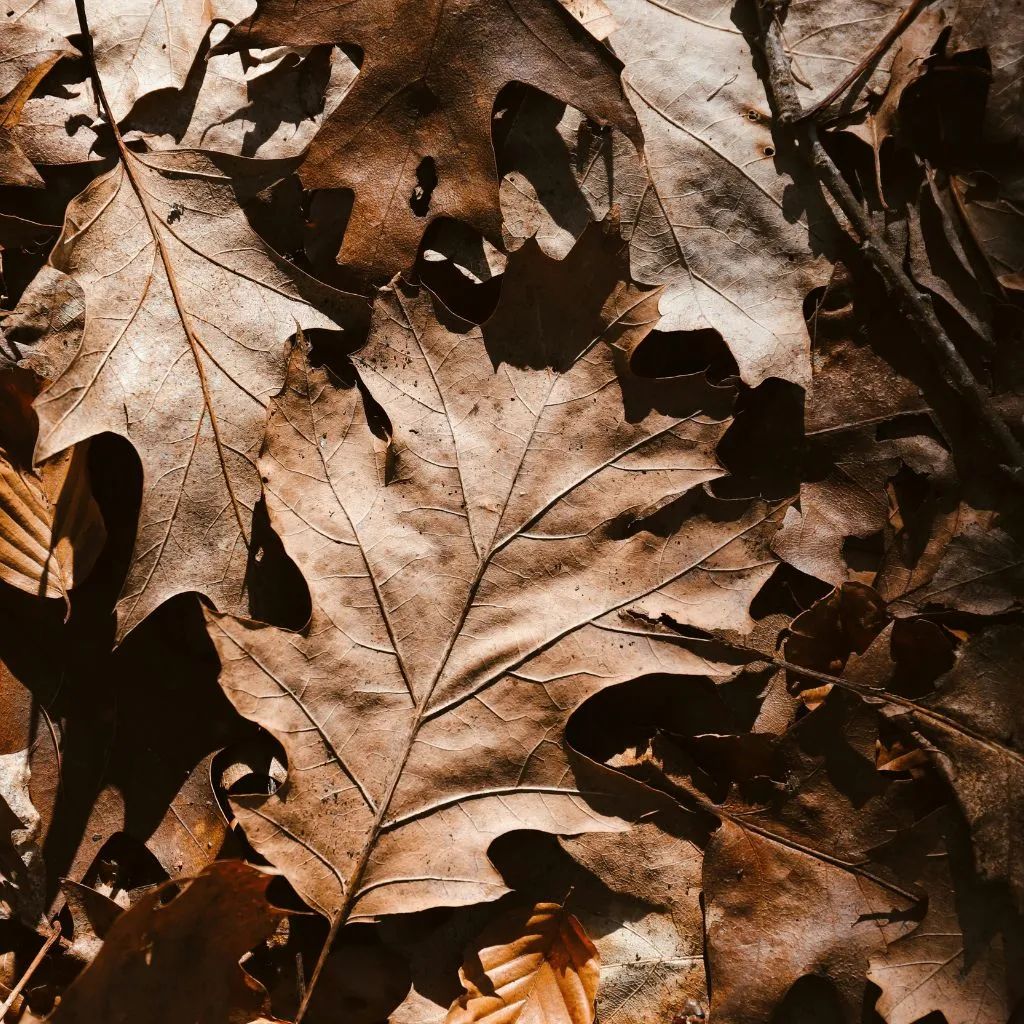 Cómo preparar tu suelo de madera ante la llegada del otoño Cómo preparar tu suelo de madera ante la llegada del otoño